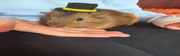 Guinea Pig rodents for sale: Beautiful baby Guinea pigs  - Advert 2