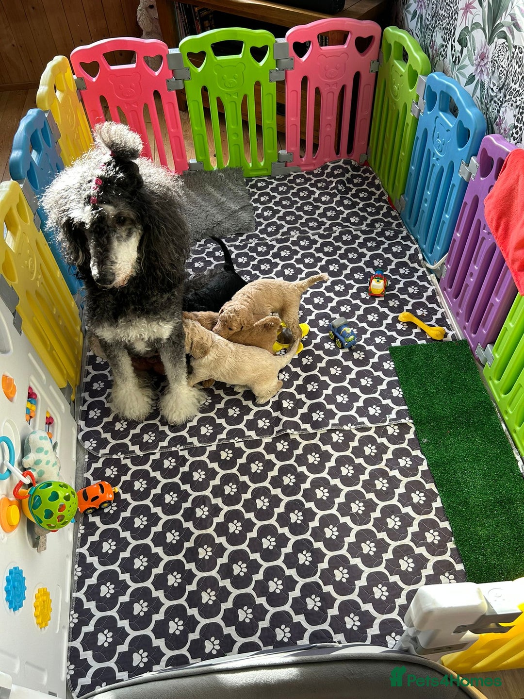 Standard Poodle dogs for sale: Beautiful standard poodle puppies - Advert 18