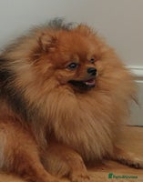 Pomeranian dogs in London - Advert 3