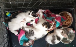 Domestic Shorthair cats for sale: 3 beautiful boys left ! Ready now - Image 4