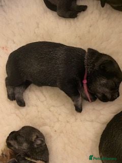 Schnauzer dogs Standard Schnauzer Puppies - Advert 1