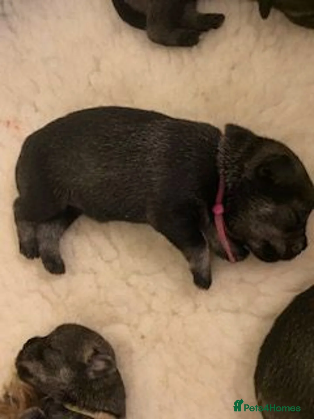 Schnauzer dogs for sale: Standard Schnauzer Puppies - Advert 1