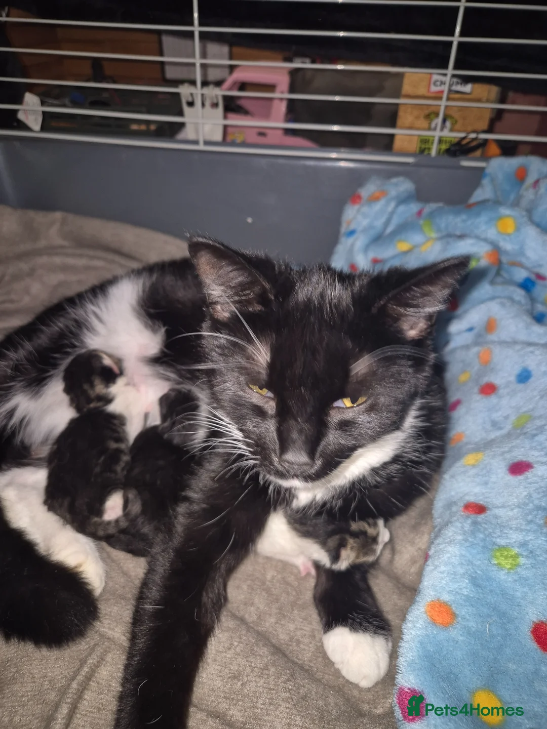 Mixed Breed cats for sale: Three gorgeous kittens available May in Prenton - Advert 1