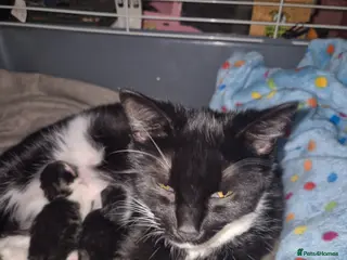 Mixed Breed cats Three gorgeous kittens available May - Advert 4