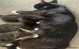 Mixed Breed cats for sale: 2 male kittens for sale  - Image 4