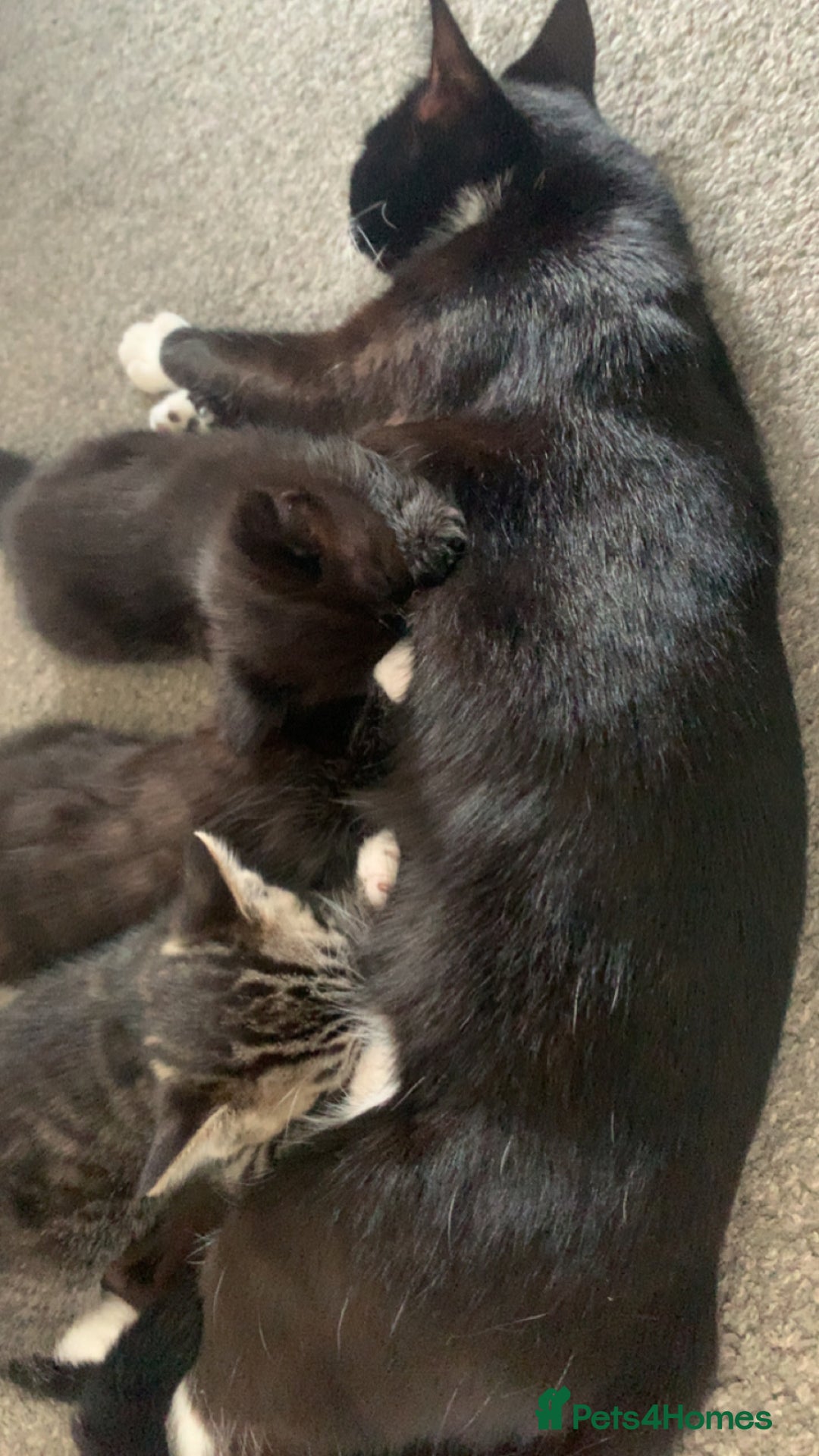 Mixed Breed cats for sale: 2 male kittens for sale  - Image 4
