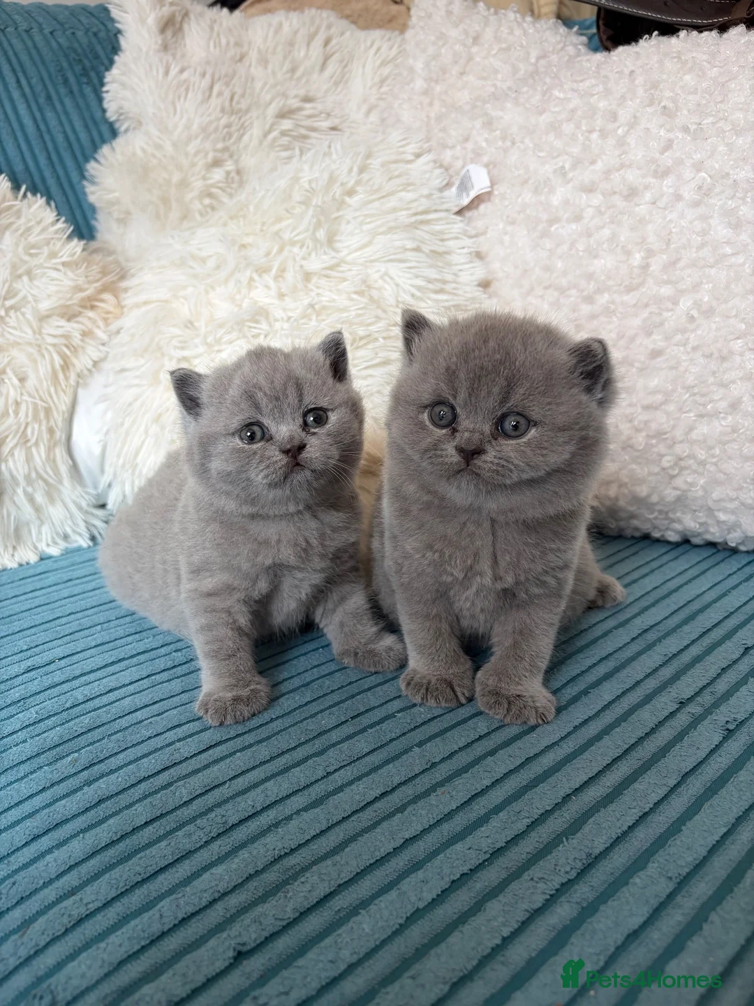 British Shorthair cats for sale: GCCF Registered British ShortHair Kittens  - Advert 1
