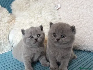 British Shorthair cats GCCF Registered British ShortHair Kittens - Advert 2