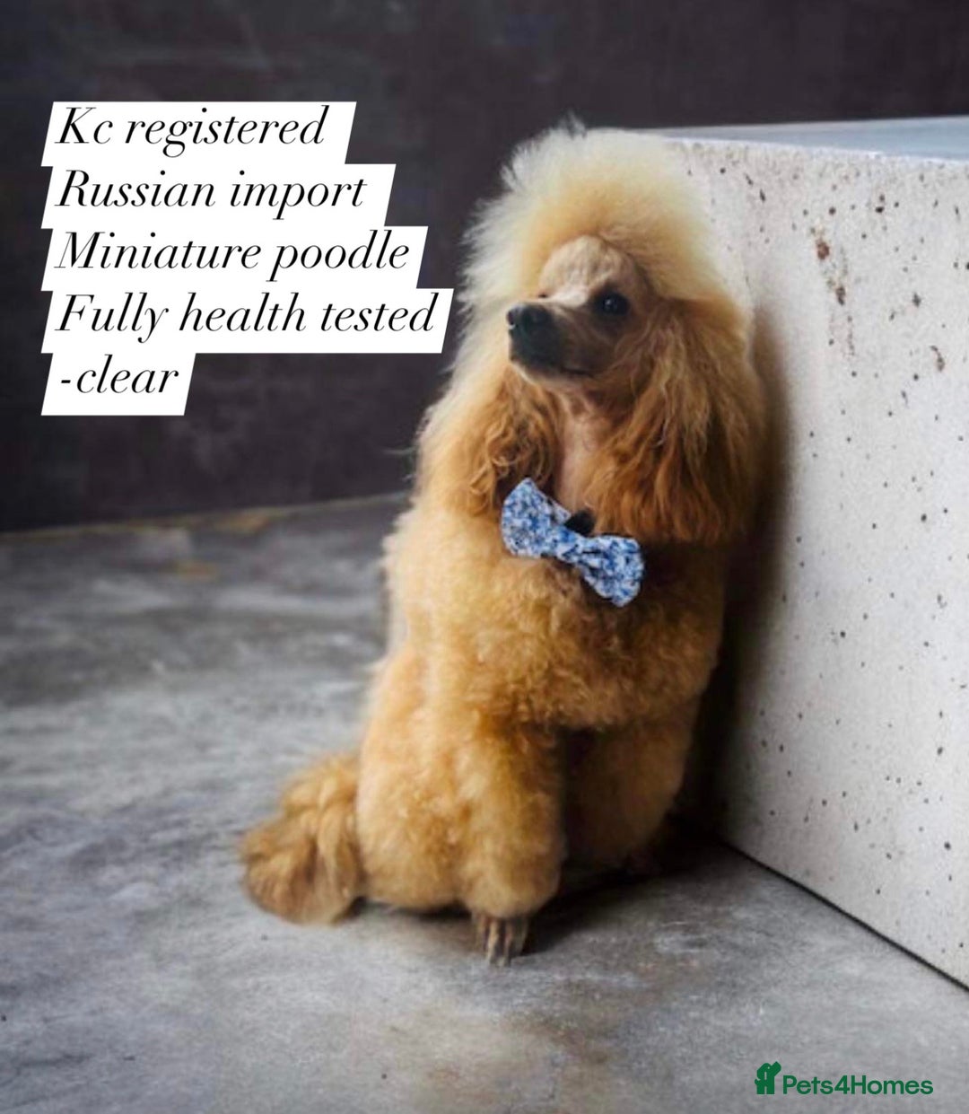 Miniature Poodle dogs for stud: 🇷🇺extensively health tested Russian import🇷🇺 - Advert 2