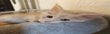 Maine Coon 3