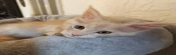 Maine Coon cats for sale: TICA Reg Maine Coon Kittens. Red. Tortie. White - Advert 4