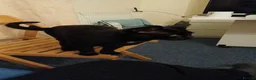 Bombay cats for sale: Bombay cat loving and sweet in London - Advert 1