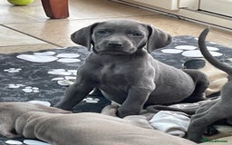 Weimaraner dogs for sale: KC Weimaraner puppies  - Image 14