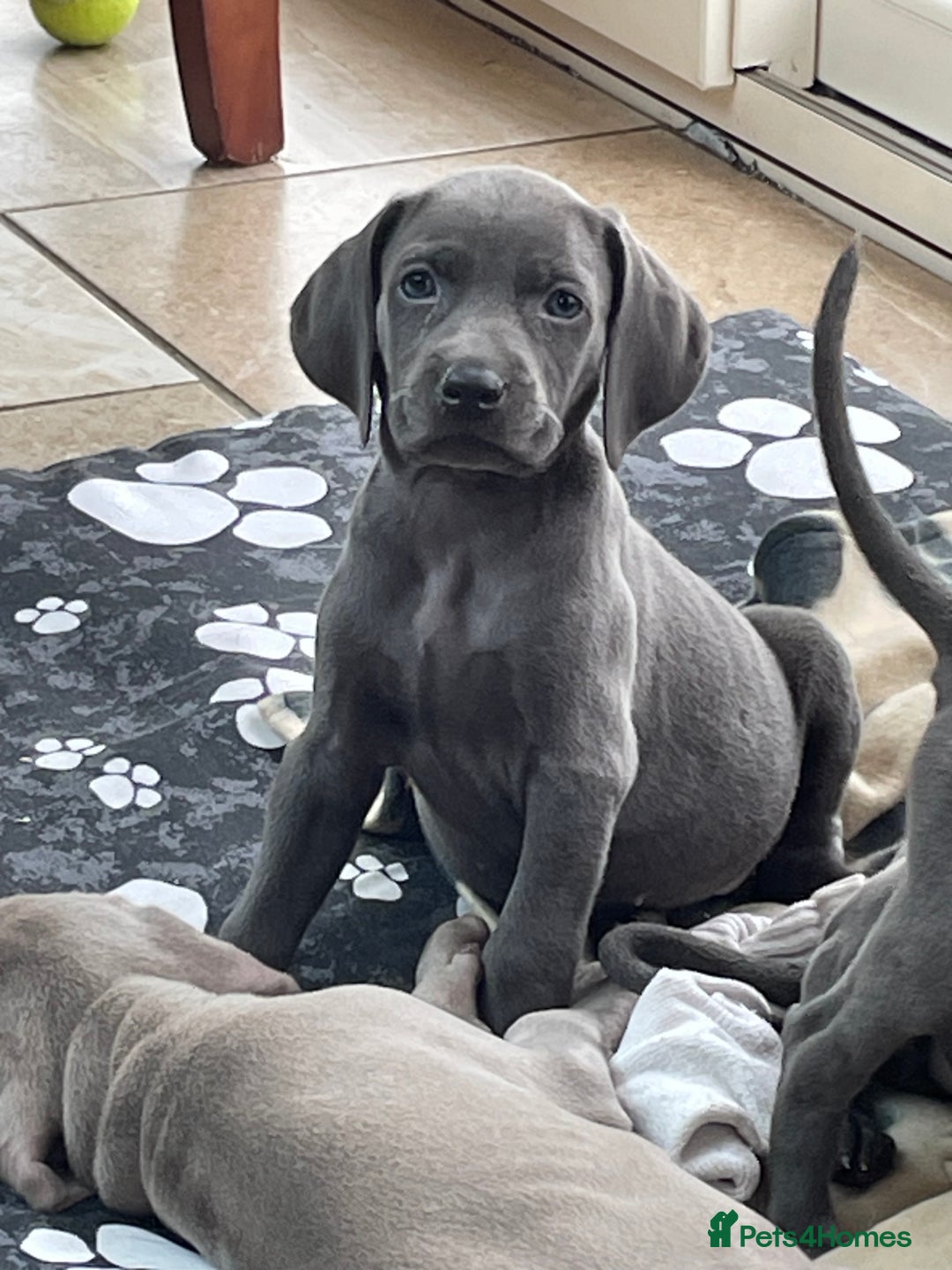 Weimaraner dogs for sale: KC Weimaraner puppies  - Image 14