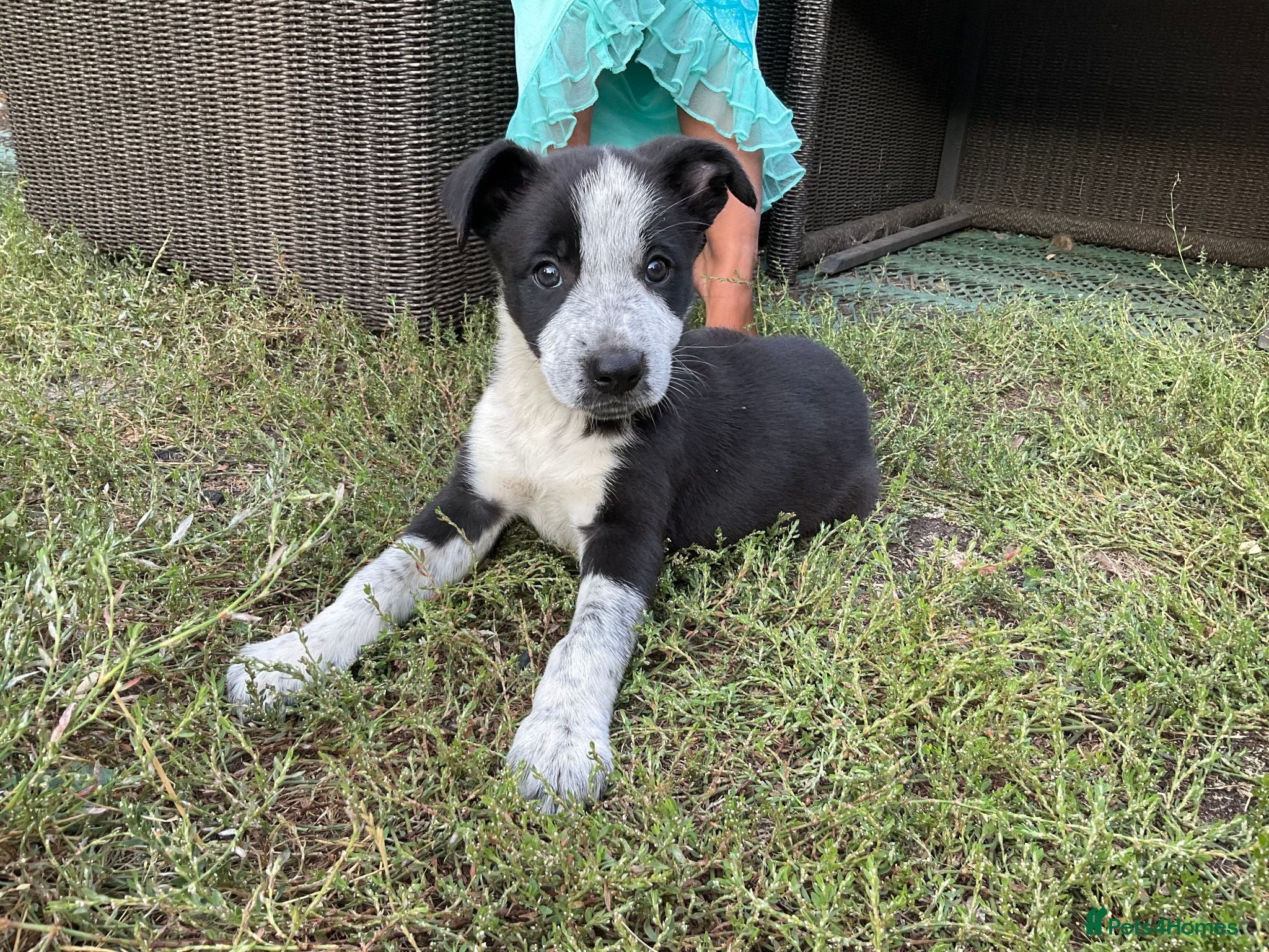 Mixed Breed dogs 🐾 Beautiful Shollie puppies - Advert 2