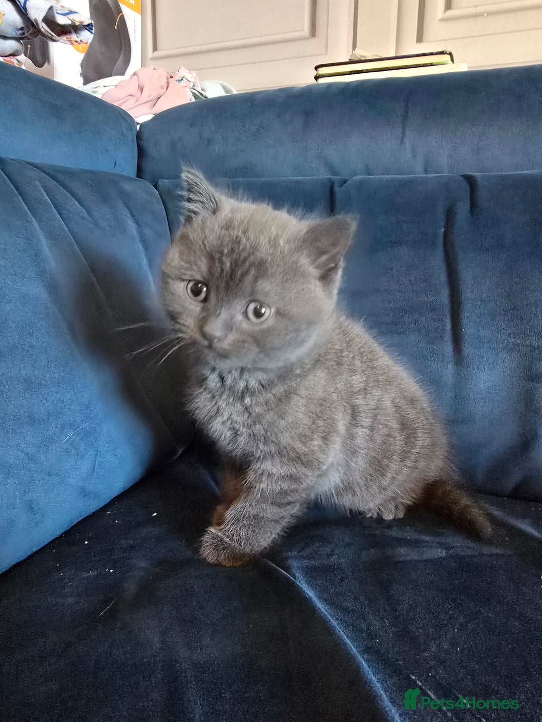 British Shorthair cats for sale: Gorgeous half British short-hair kittens - Image 14