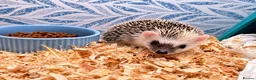 Pygmy Hedgehog rodents for sale: Baby African Pygmy Hedgehogs -FEMALE - Advert 4