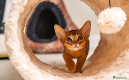 Abyssinian cats for sale: Premium Abyssinian kittens-TICA- Champion Pedigree - Image 3