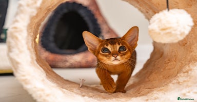 Abyssinian cats - Advert 1