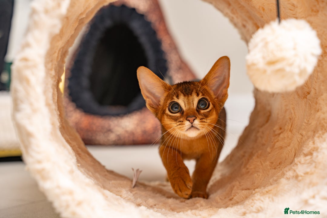 Abyssinian cats for sale: Premium Abyssinian kittens-TICA- Champion Pedigree - Image 3