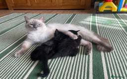 Ragdoll cats for sale: Half Ragdoll KITTENS - Image 32