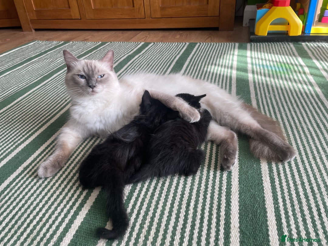 Ragdoll cats for sale: Half Ragdoll KITTENS - Image 32