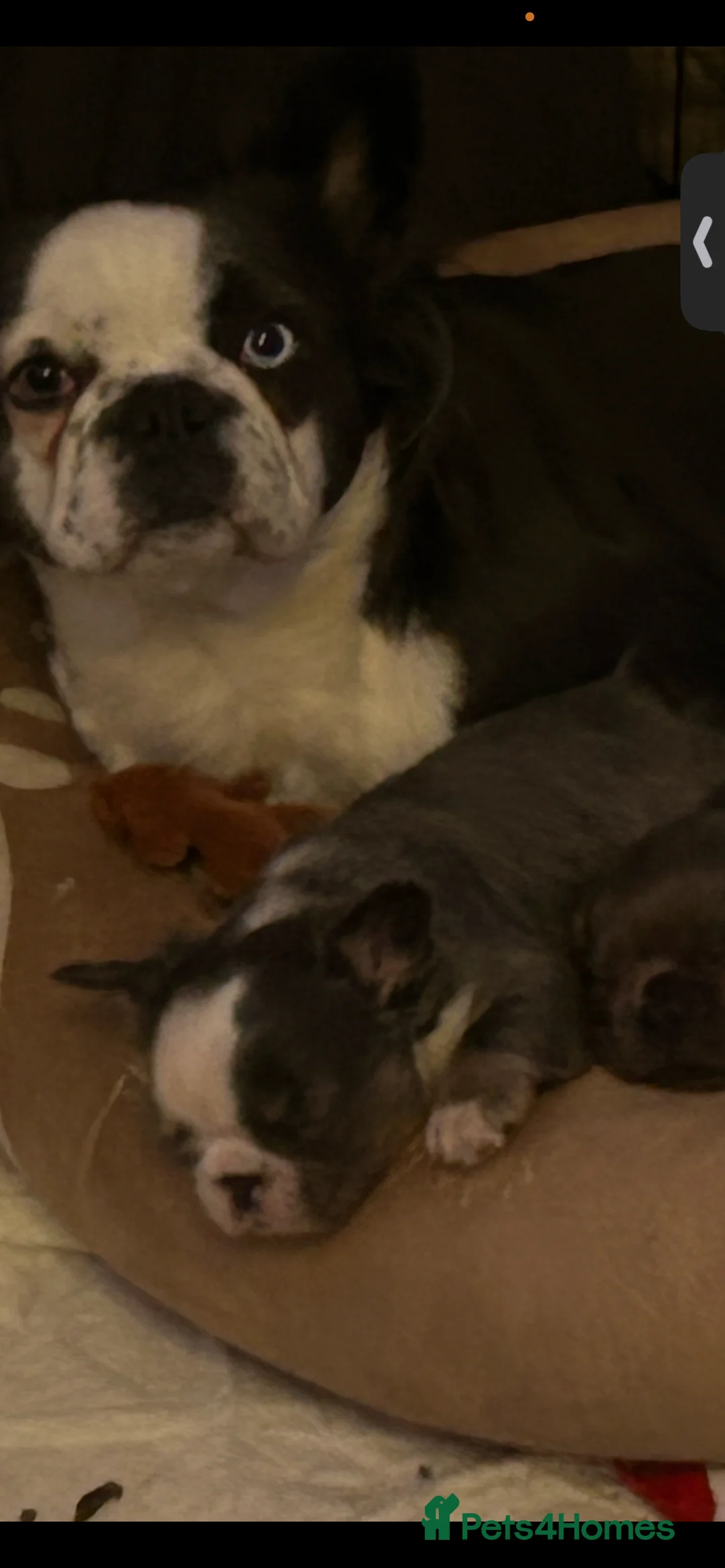 French Bulldog dogs for sale: Male fluffy frenchie - Advert 1