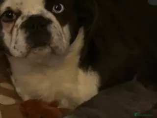 French Bulldog dogs Male fluffy frenchie - Advert 2