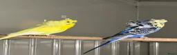 Budgerigars birds for sale: Helicopter Budgies  - Advert 9