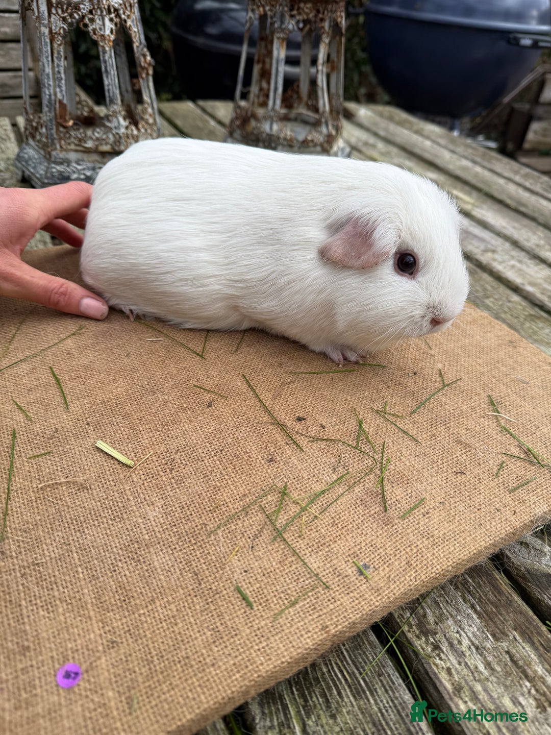 Guinea Pig rodents for sale: Pure bred California & Swiss guineapigs  - Advert 18