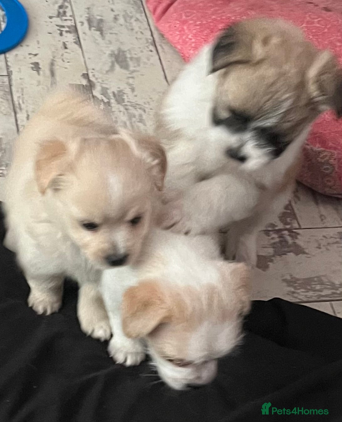 Mixed Breed dogs POMCHI X BABIES  - Advert 7