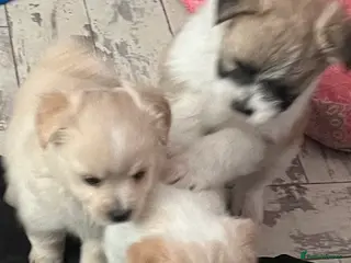 Mixed Breed dogs POMCHI X BABIES - Advert 6