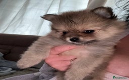 Pomeranian dogs for sale: STUNNING mini Pomeranians  - Image 2