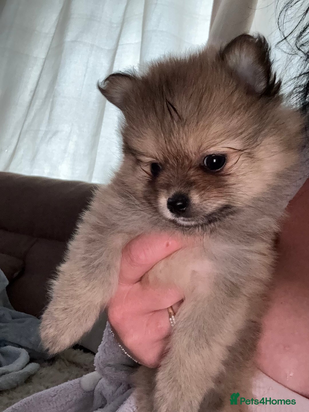 Pomeranian dogs for sale: STUNNING mini Pomeranians  - Image 2