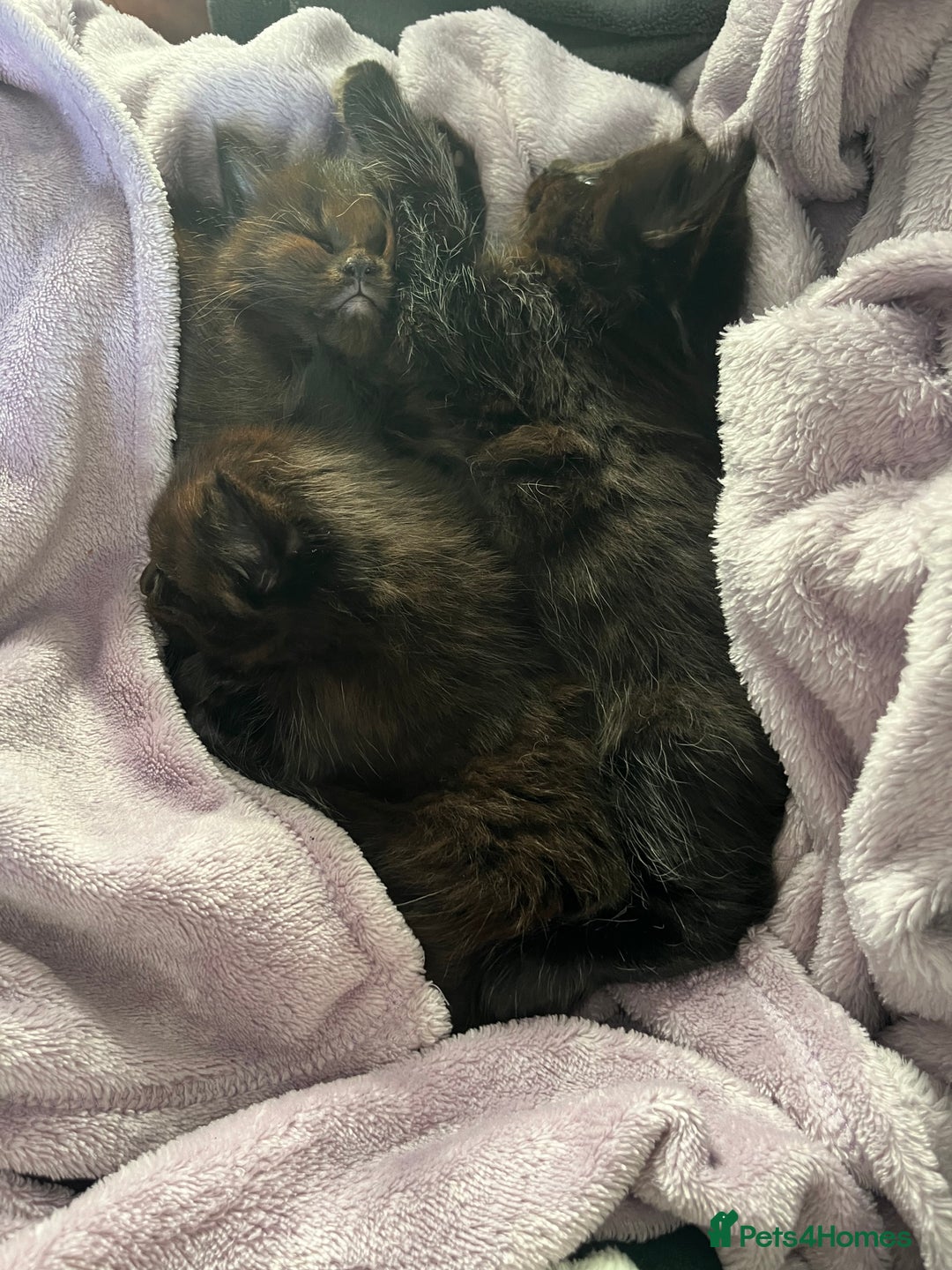 Mixed Breed cats for sale: 3 beautiful kitten looking for a loving new home   - Advert 3