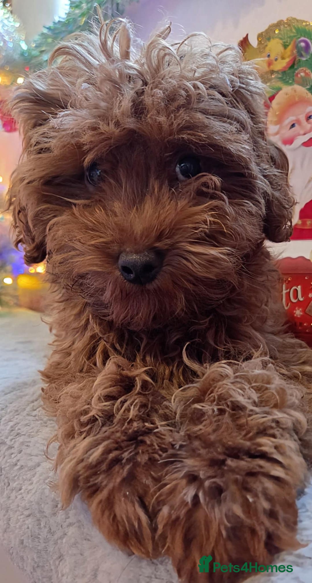 Maltipoo dogs for sale: red toy maltipoos, only 1 little boys left. - Advert 5