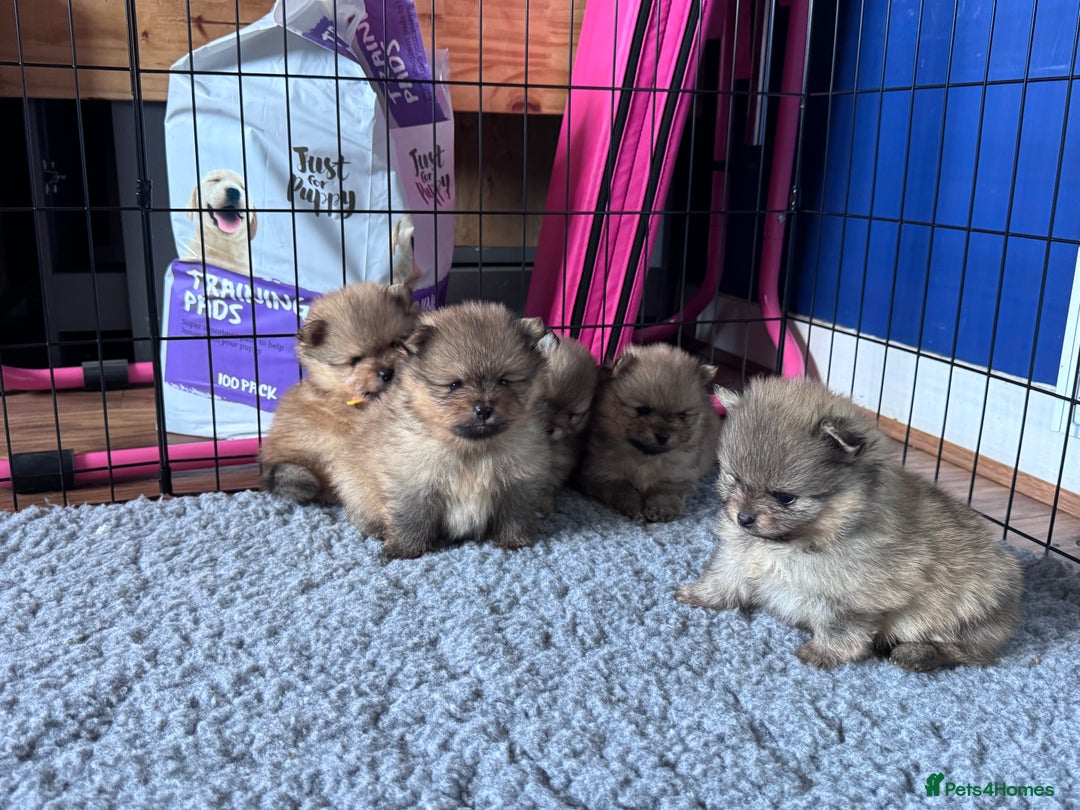 Pomeranian dogs for sale: 🏆 KC HEALTH TESTED POMERANIAN PUPPIES 🏆  - Image 11