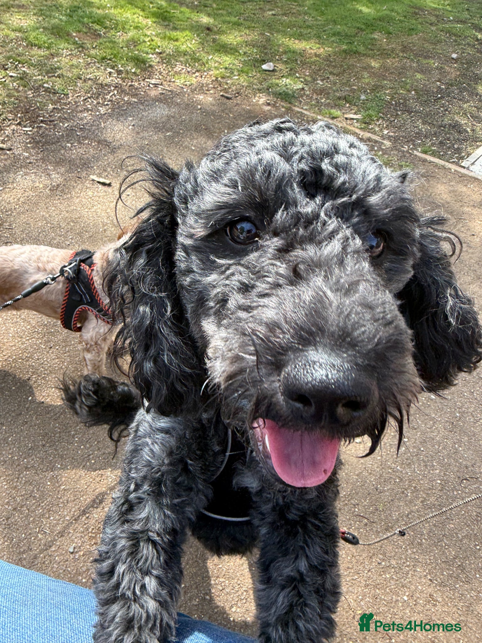Cockapoo dogs Needs a loving new home Available now - Advert 4