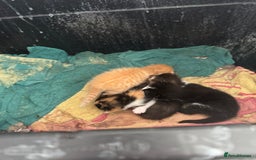 Mixed Breed cats for sale: Kittens - Image 2