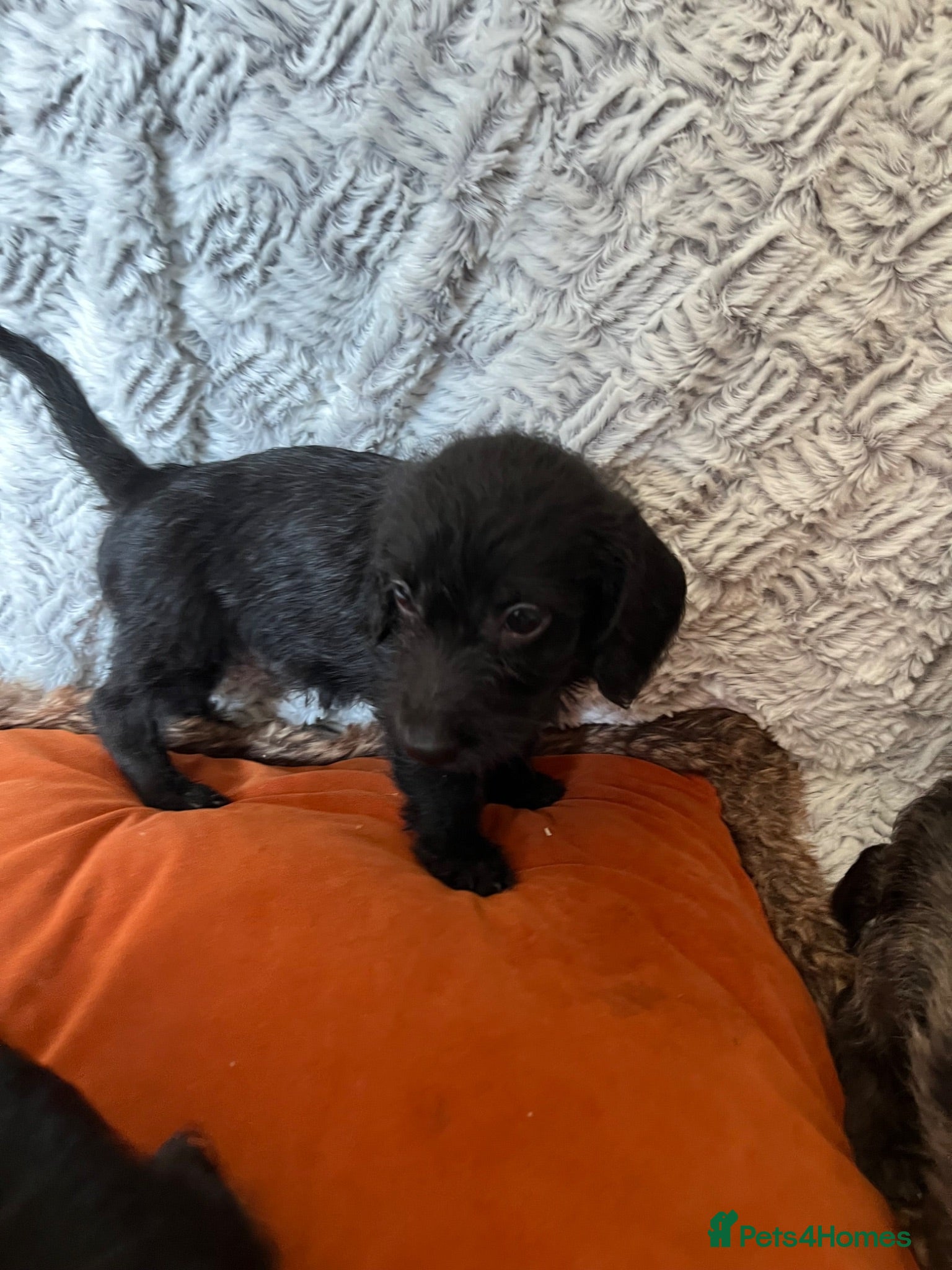 Doxiepoo dogs 1 silver/blue merl, 3 Jet black Doxiepoos  - Advert 2