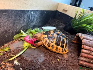 Hermann Tortoise reptiles Hermann Tortoise - 2.5yrs. COMPLETE SETUP. - Advert 2