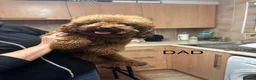 Labradoodle dogs for sale: ** 5 Beautiful Labradoodles Ready 29th November ** - Advert 4