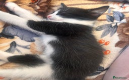 British Shorthair cats for sale: 2 males, 2 females  - Image 2