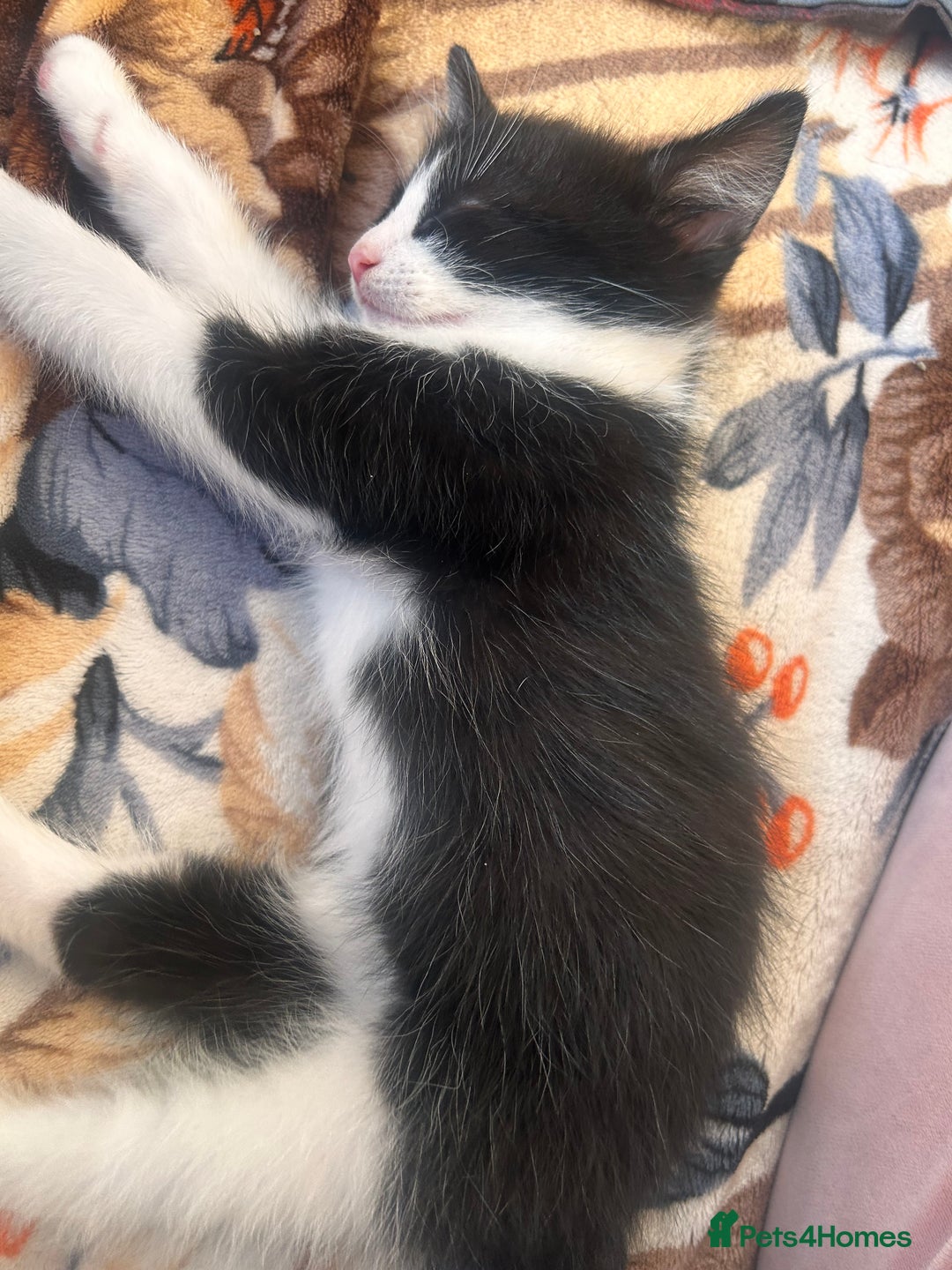 British Shorthair cats for sale: 2 males, 2 females  - Image 2