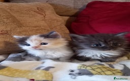 Maine Coon cats for sale: Maine coon x short haired kittens  - Advert 6