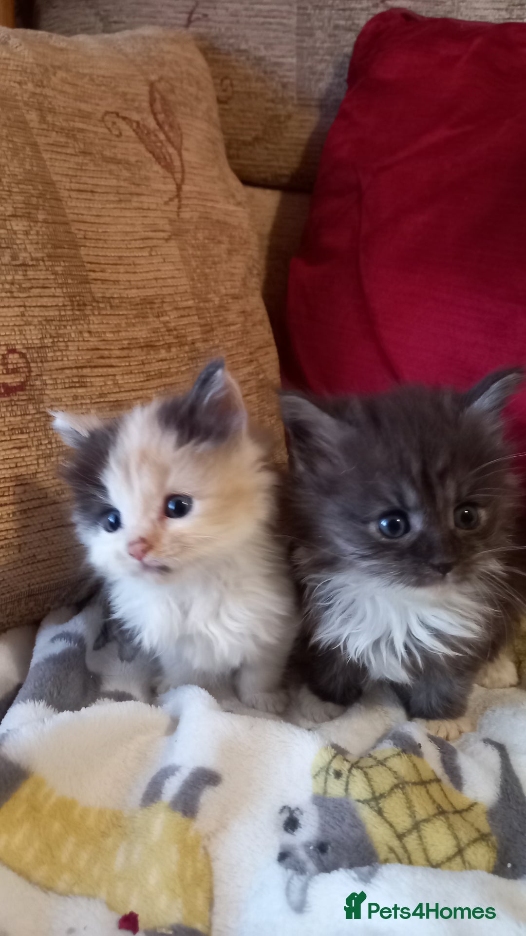 Maine Coon cats for sale: Maine coon x short haired kittens  - Advert 6