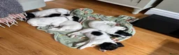 Cocker Spaniel dogs for sale: Working cocker spaniel puppies, Penylan, Cardiff  - Advert 17