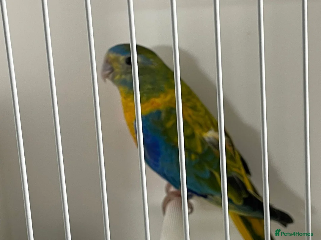 Parakeets birds for sale: Proven pair of Turquoise Grass Parakeet - Advert 9