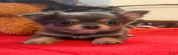 Chihuahua dogs for sale: Three beautiful chihuahuas in Northampton - Advert 4