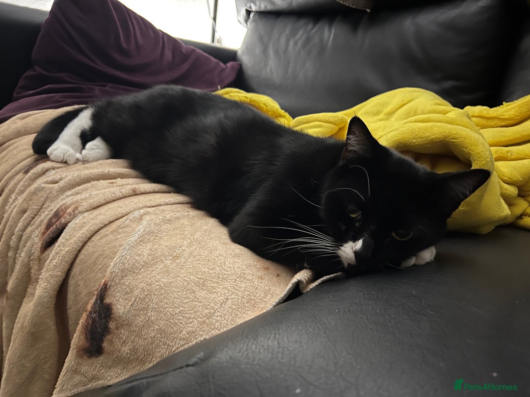 Mixed Breed cats for sale: Maine Coon mix boy - Image 5